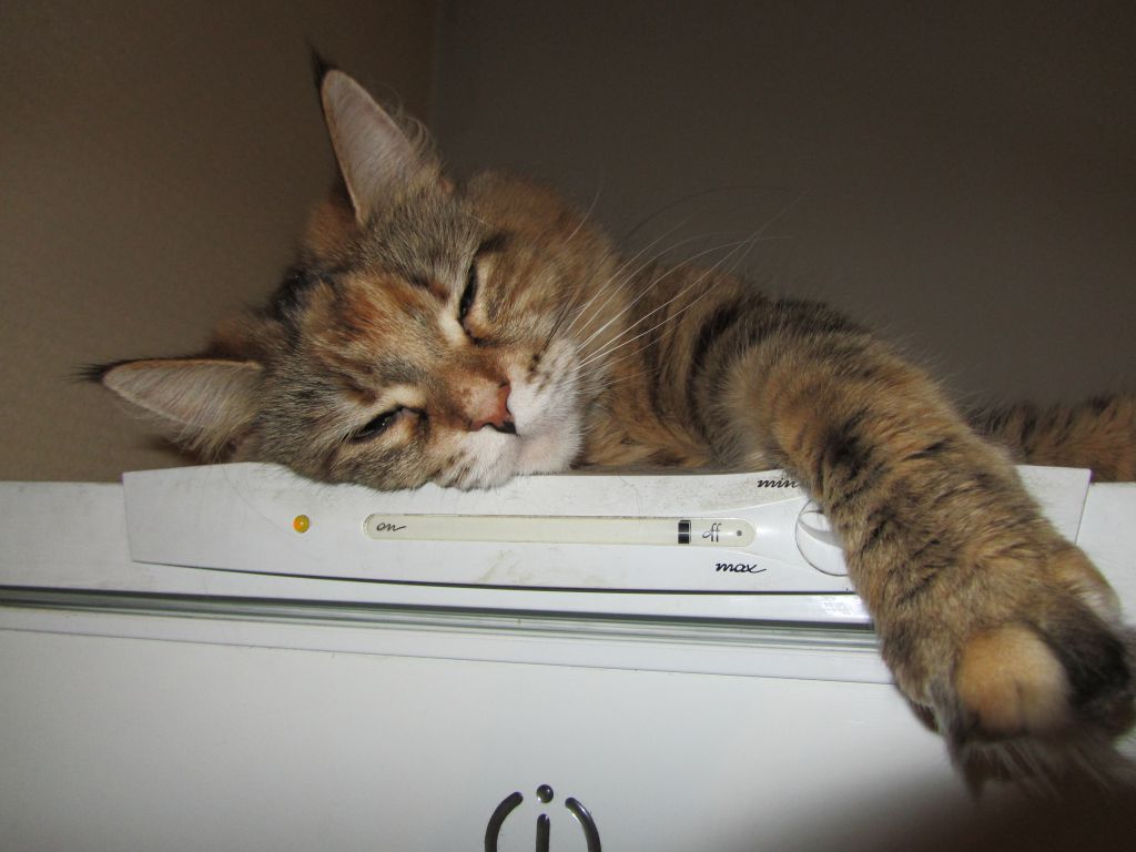Кошка мейн кун Юки (IMG_0413)