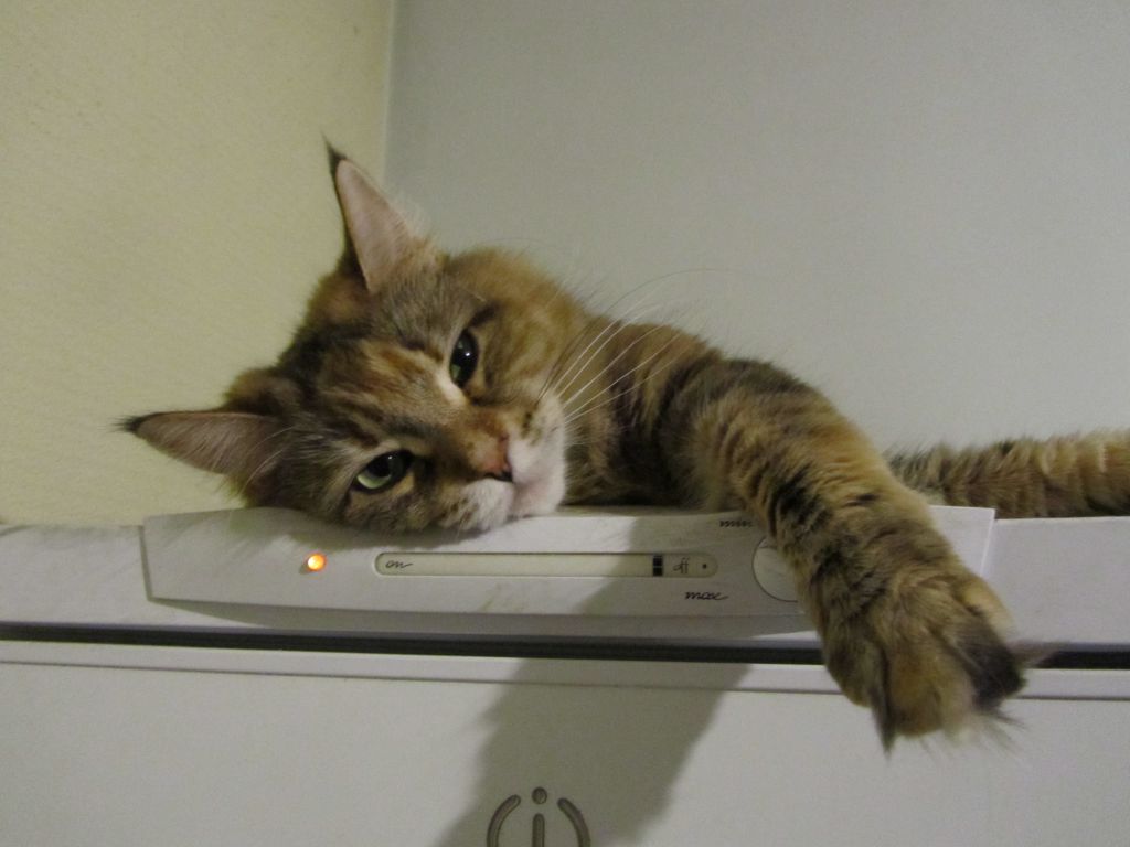 Кошка мейн кун Юки (IMG_0414)