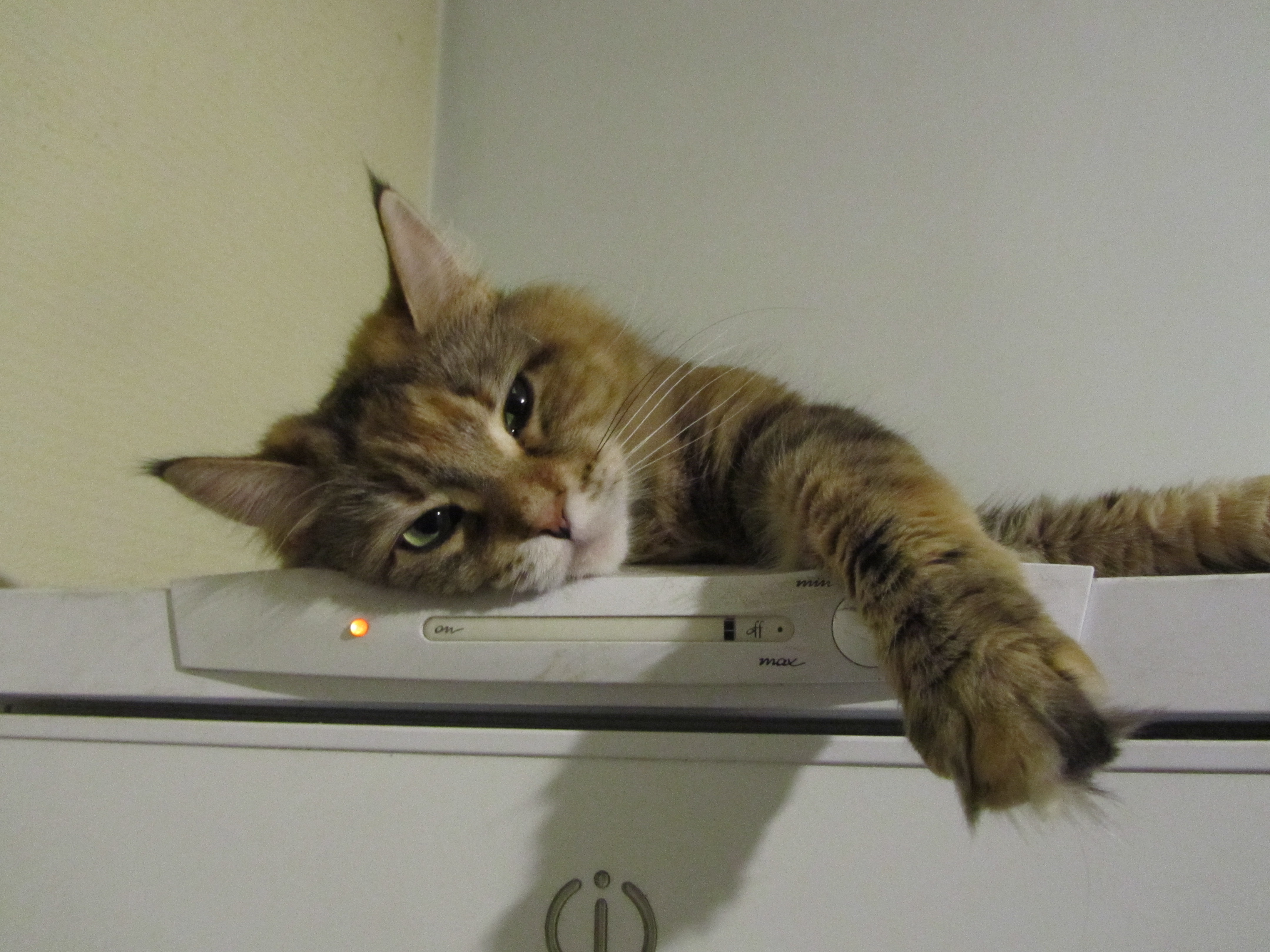 Кошка мейн кун Юки (IMG_0415)
