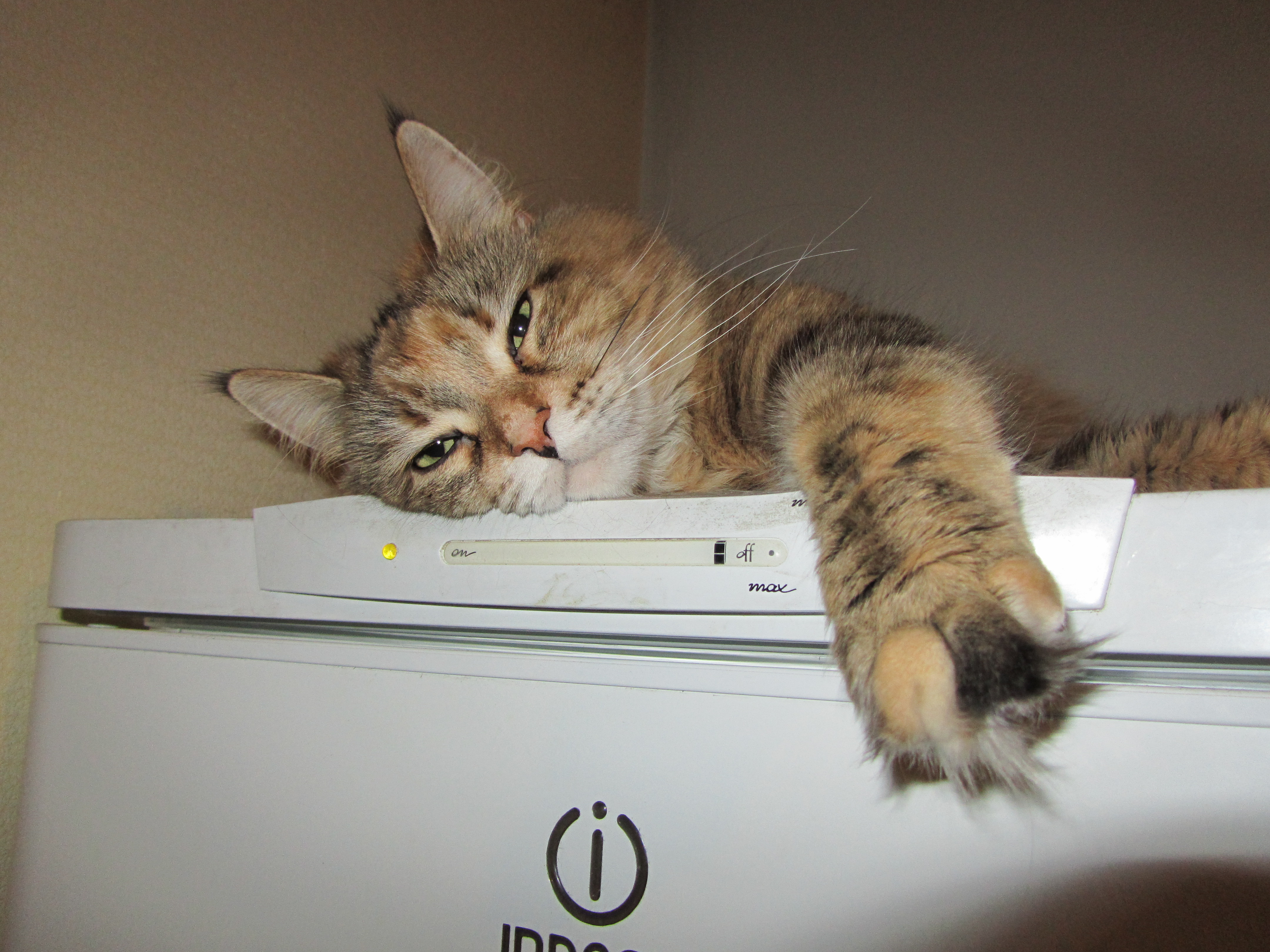 Кошка мейн кун Юки (IMG_0416)