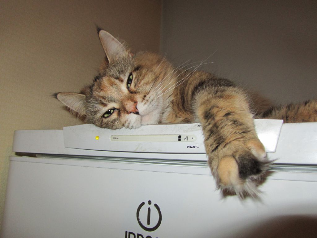 Кошка мейн кун Юки (IMG_0416)