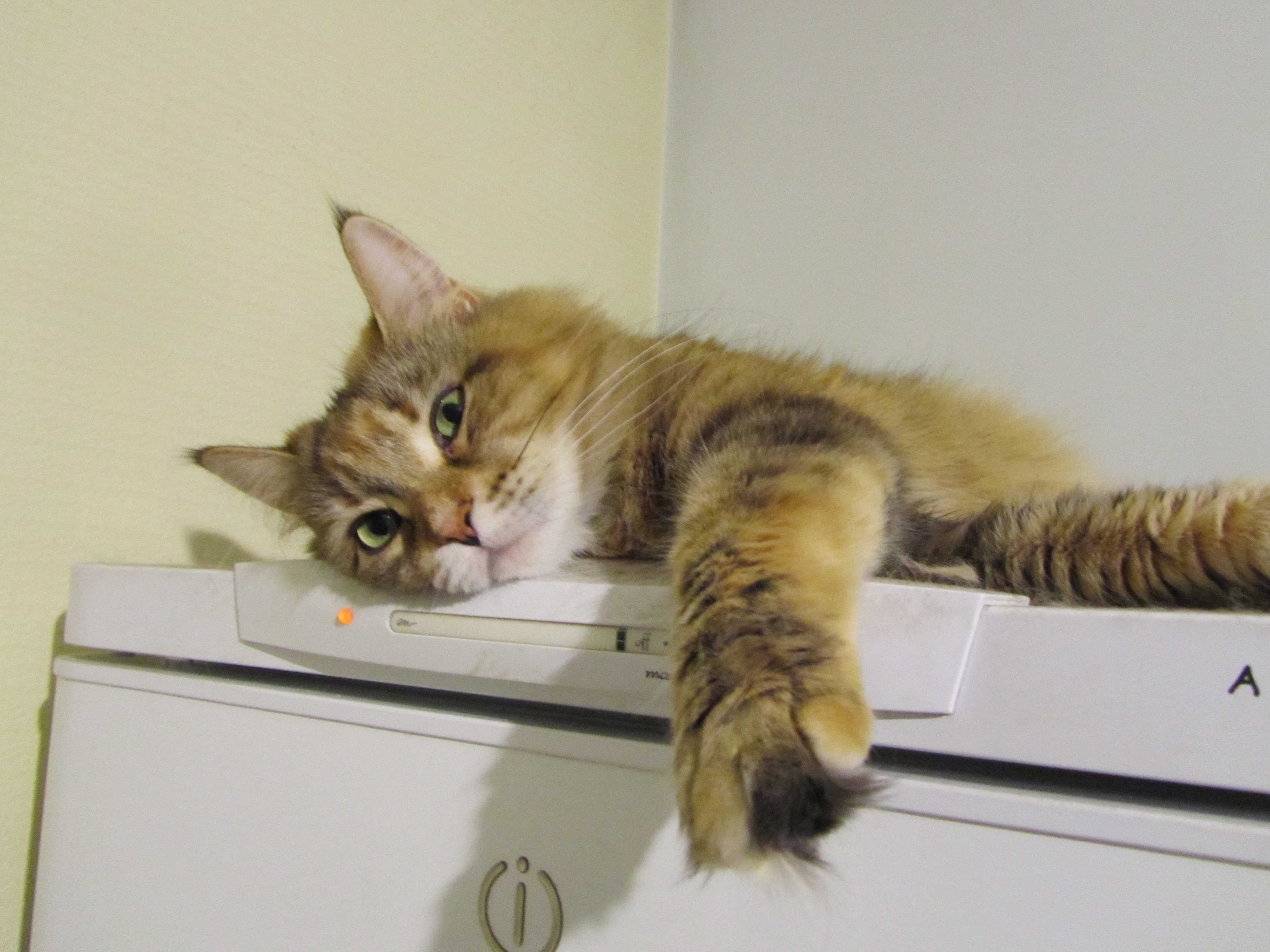 Кошка мейн кун Юки (IMG_0417)