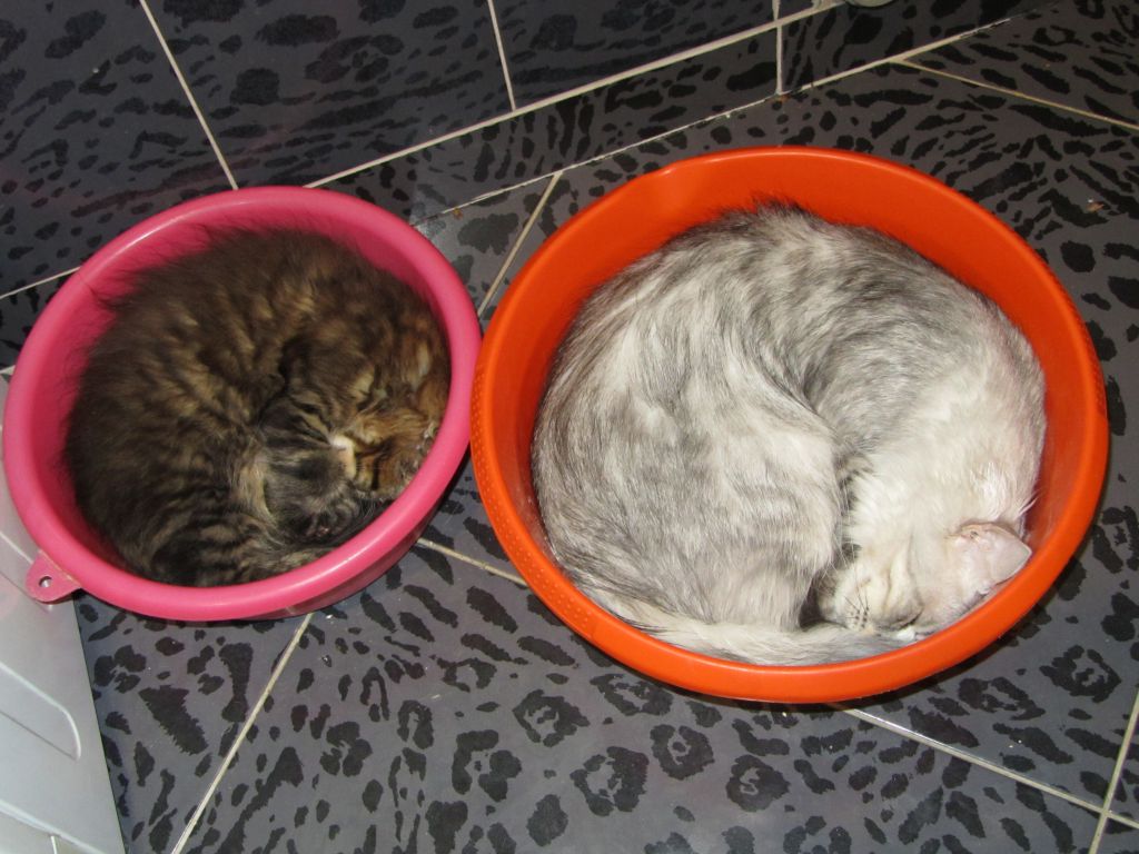 Котята мейн-кун (8-175)