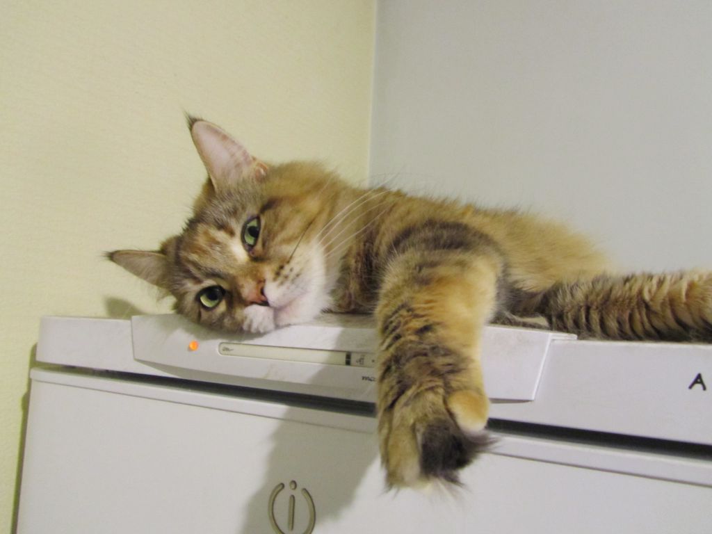 Кошка мейн кун Юки (IMG_0417)