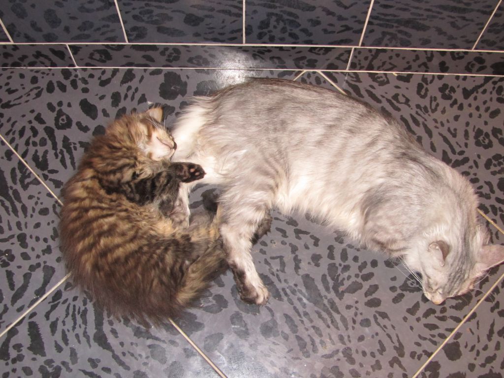 Котята мейн-кун (8-176)