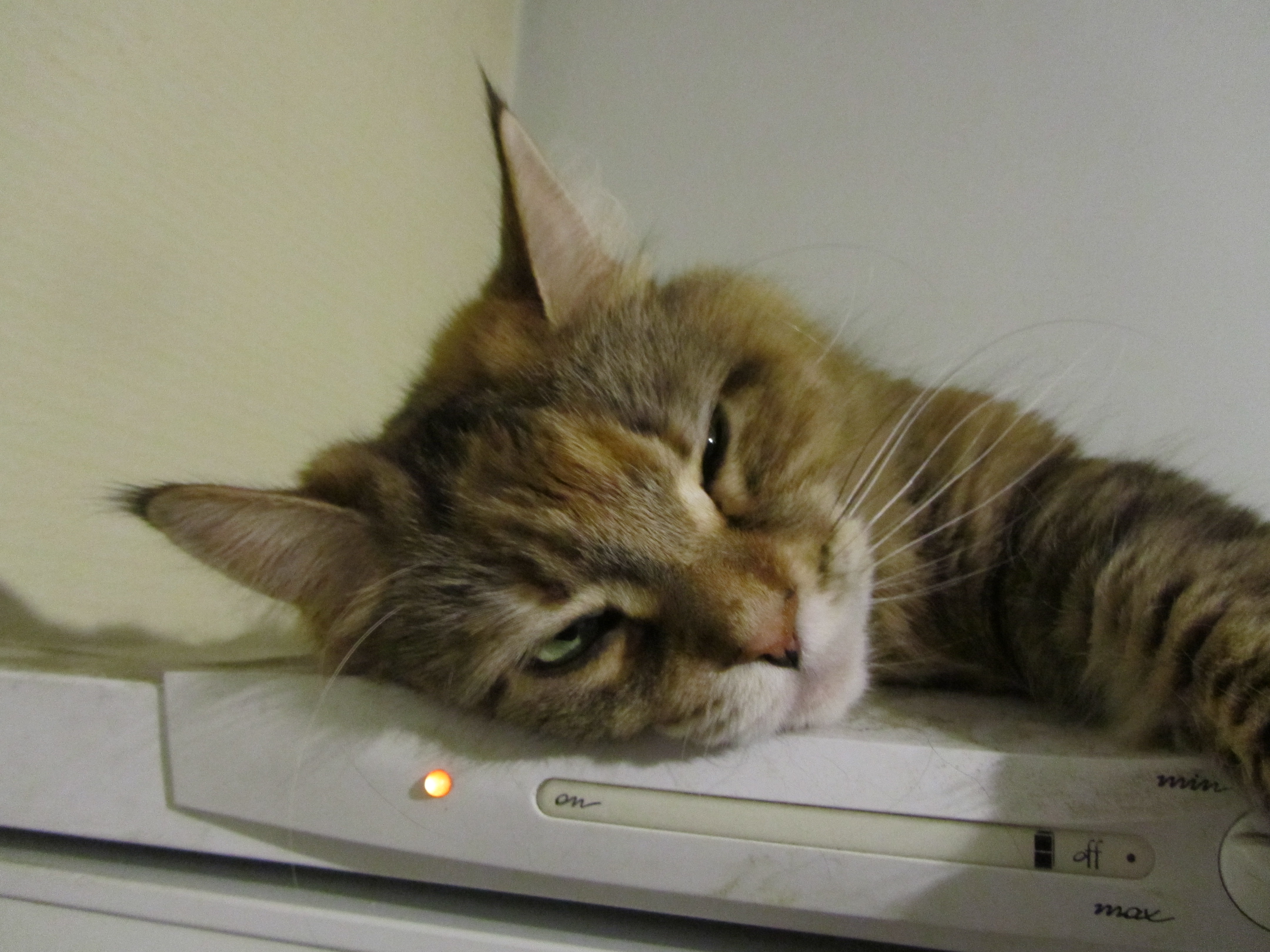 Кошка мейн кун Юки (IMG_0418)