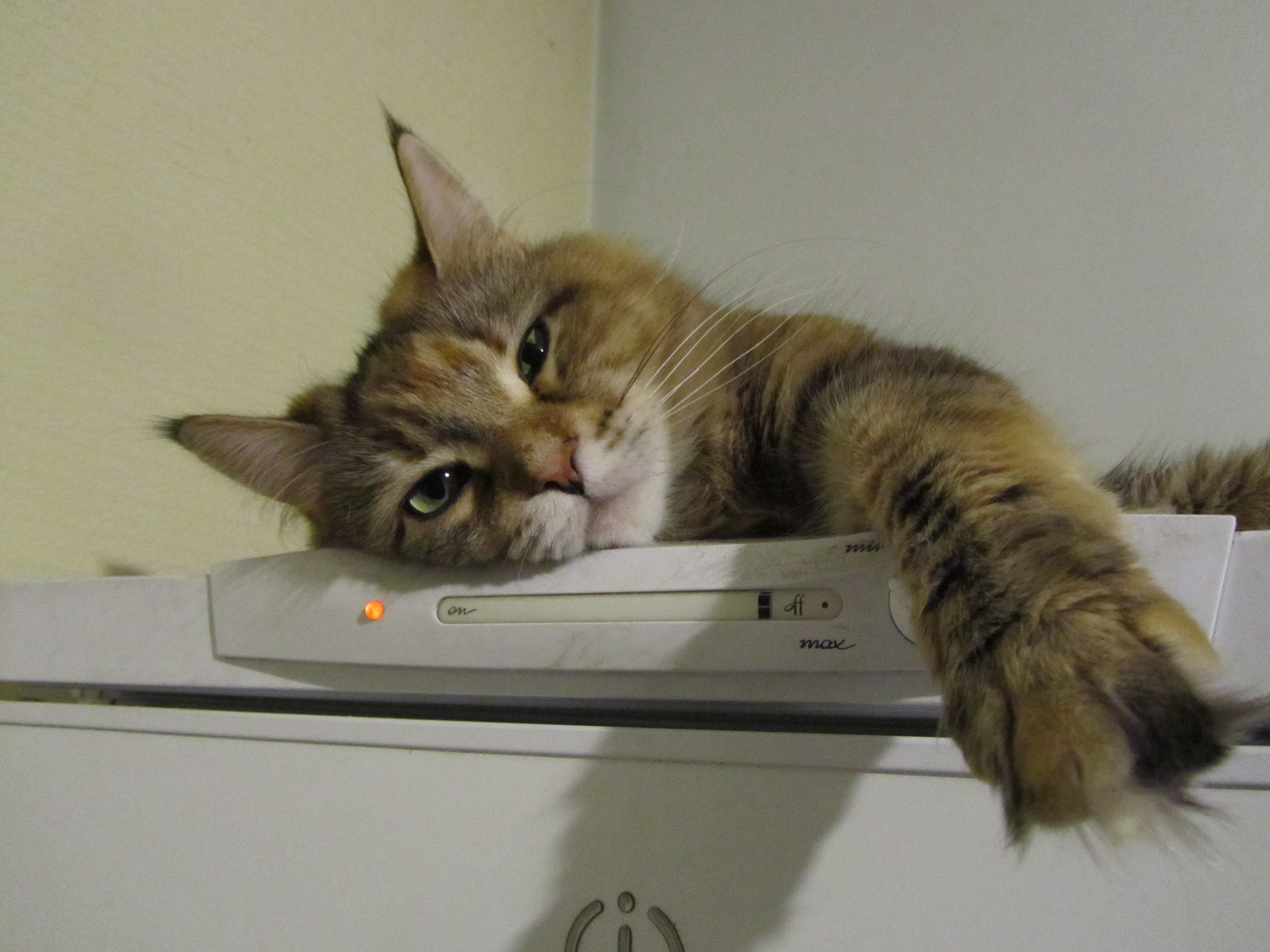 Кошка мейн кун Юки (IMG_0419)