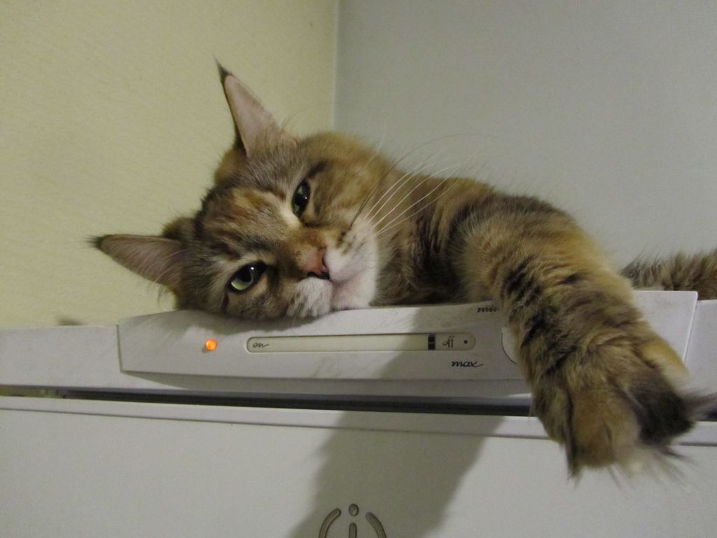 Кошка мейн кун Юки (IMG_0419)