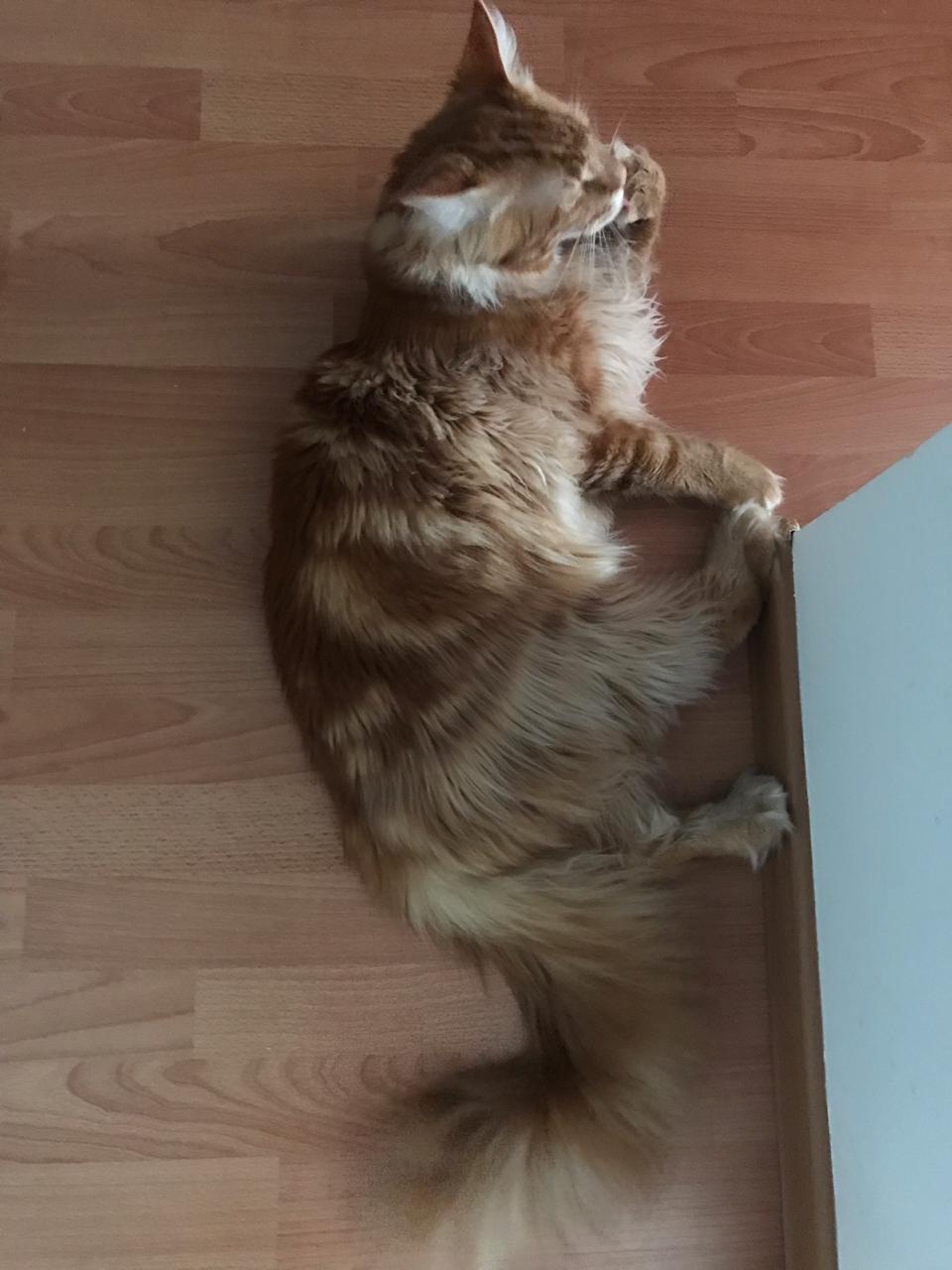 Кот мейн-кун Птах (27)