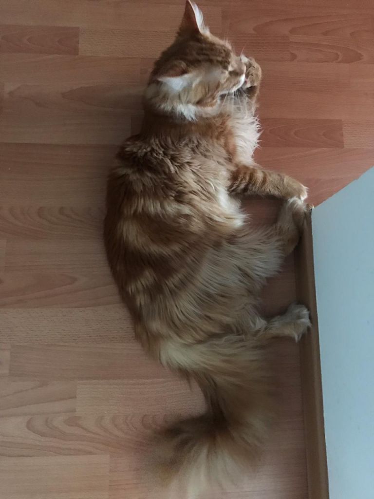 Кот мейн-кун Птах (27)