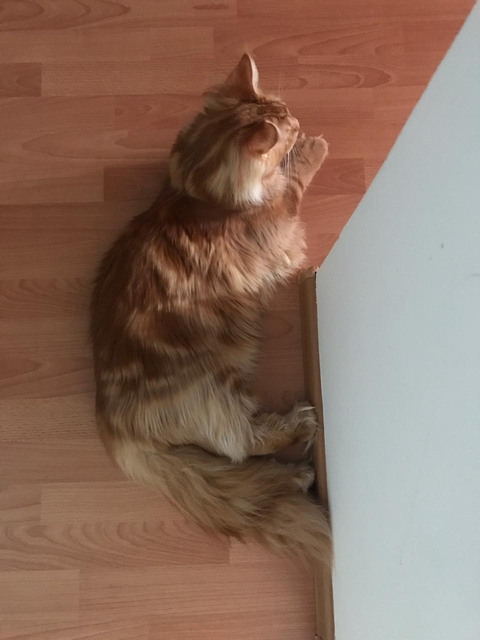 Кот мейн-кун Птах (28)