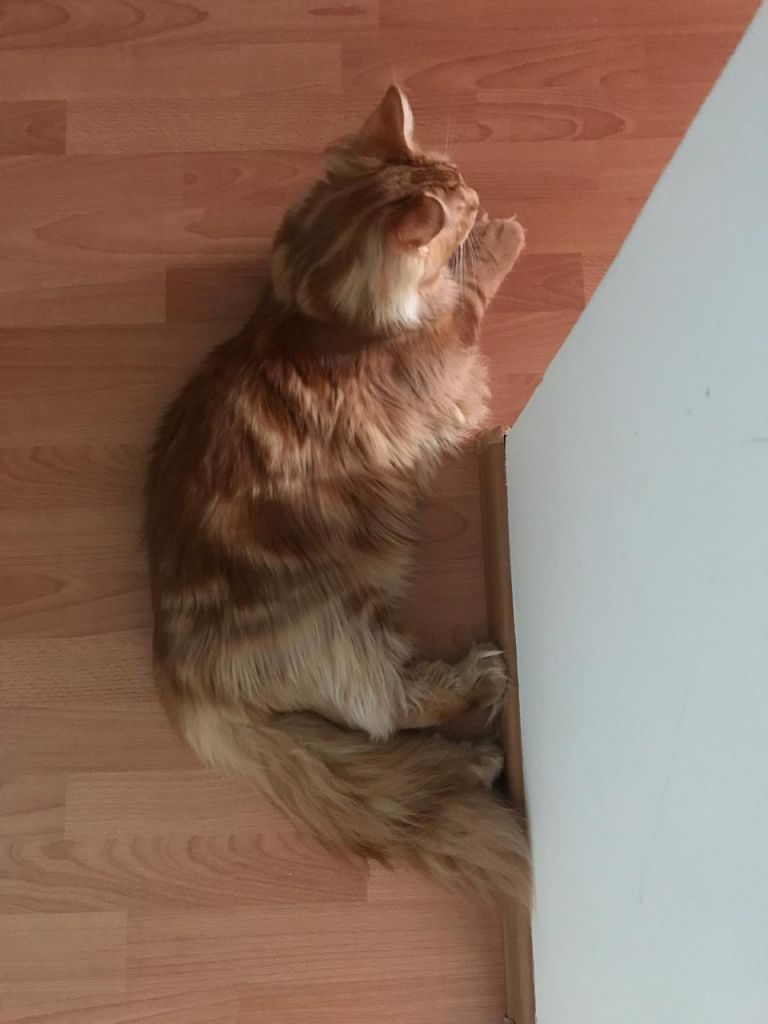 Кот мейн-кун Птах (28)