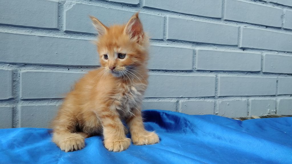 Котята мейн-кун (9-169)
