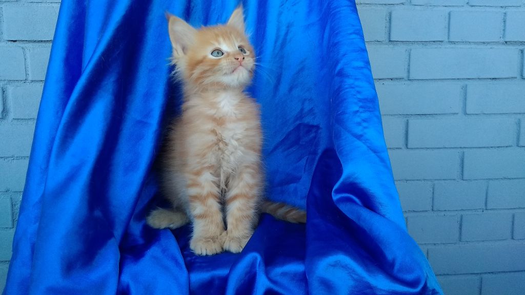 Котята мейн-кун (9-147)