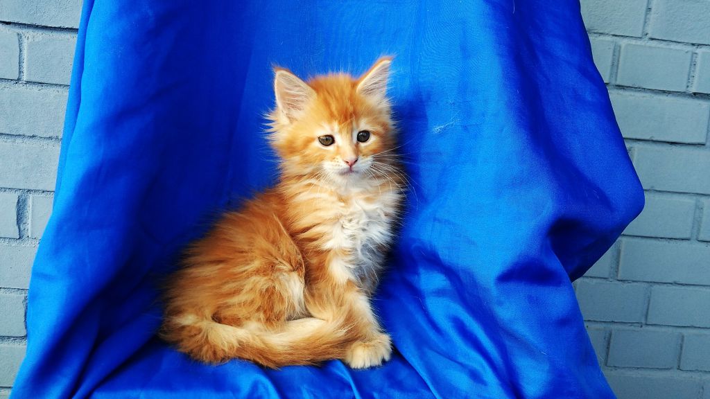 Котята мейн-кун (9-140)