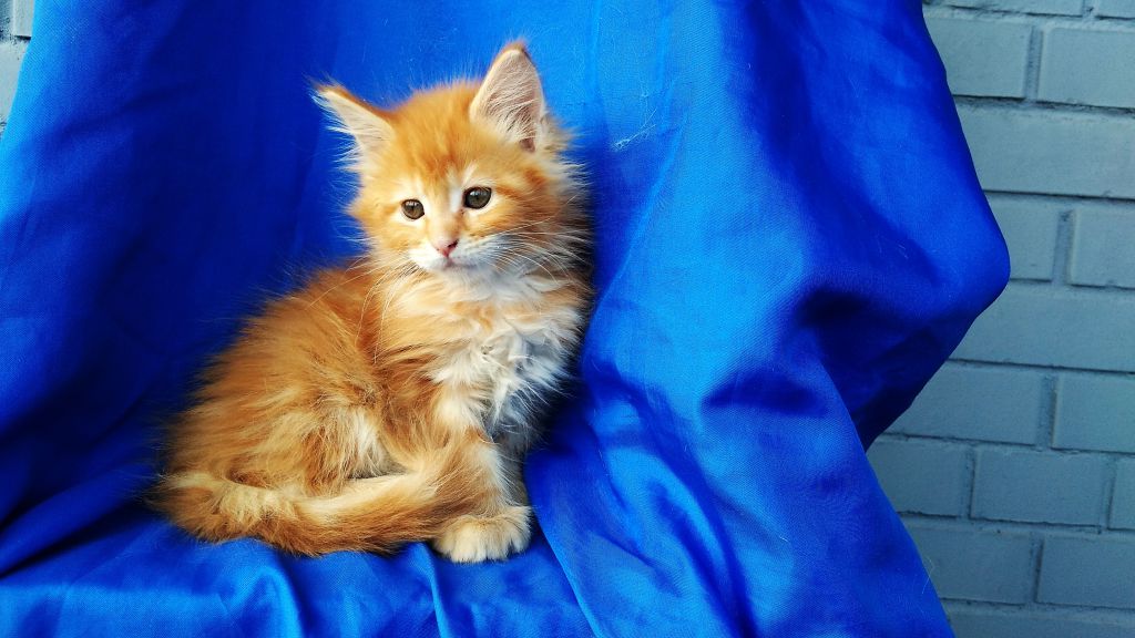 Котята мейн-кун (9-139)