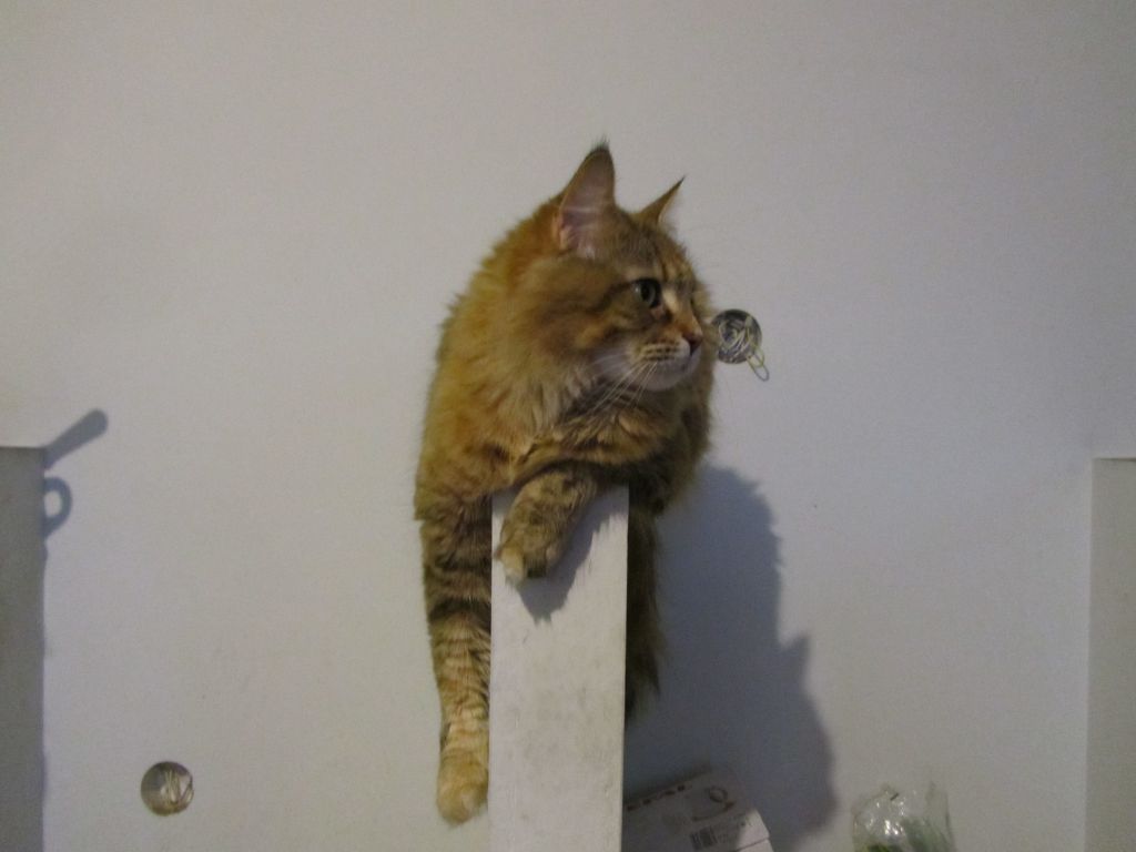 Кошка мейн кун Юки (IMG_0435)