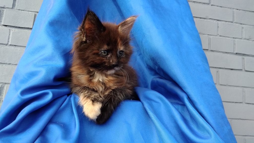 Котята мейн-кун (9-132)
