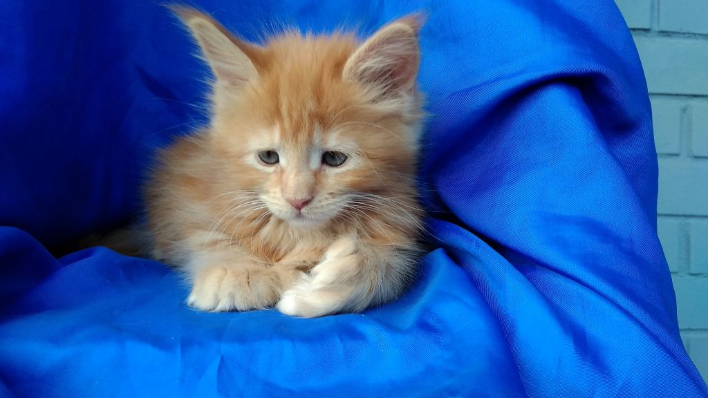 Котята мейн-кун (9-123)