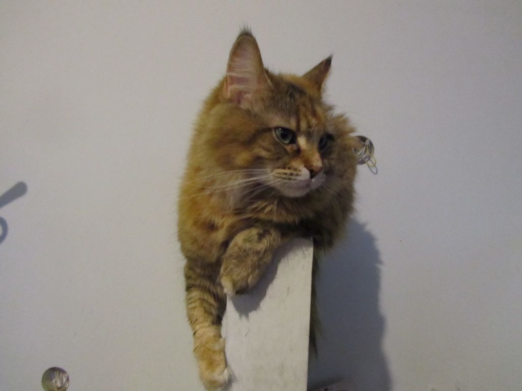 Кошка мейн кун Юки (IMG_0439)