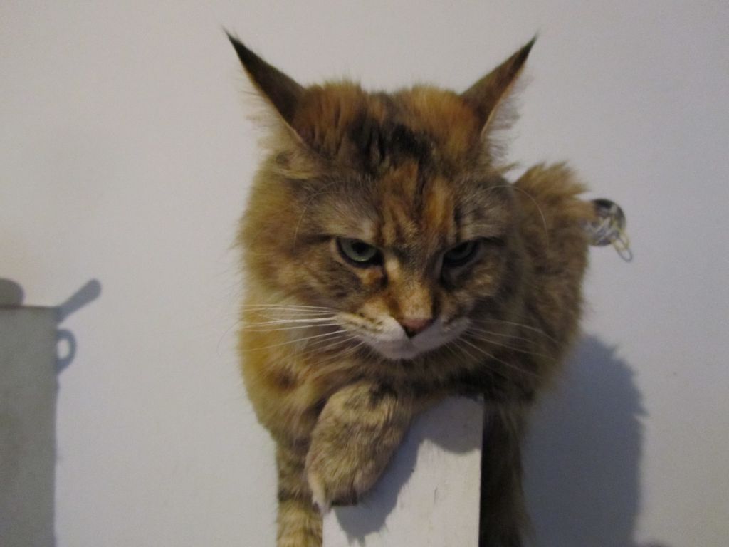 Кошка мейн кун Юки (IMG_0440)