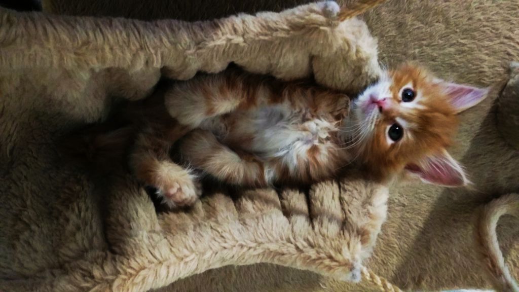 Котята мейн-кун (9-91)