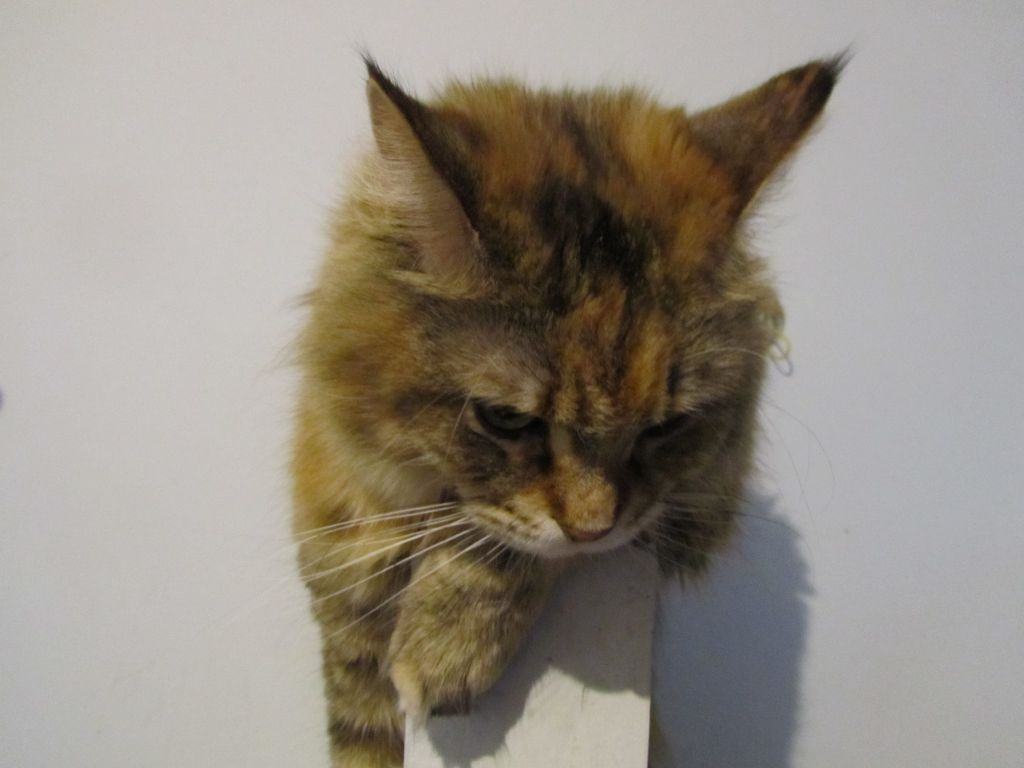 Кошка мейн кун Юки (IMG_0441)