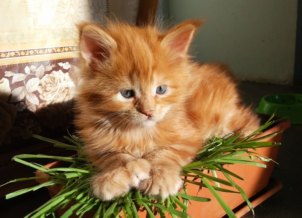 Котята мейн-кун (9-70)