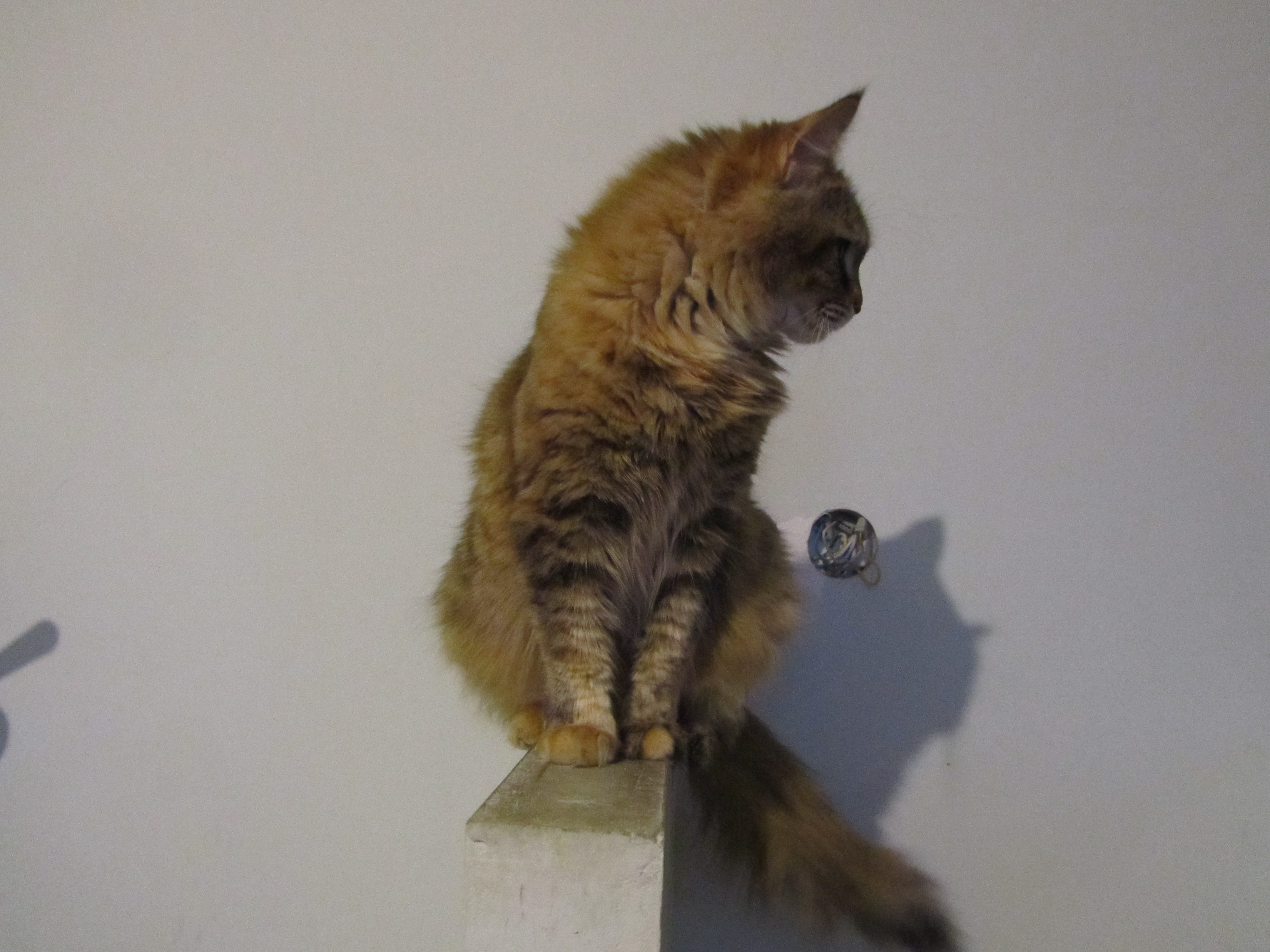 Кошка мейн кун Юки (IMG_0443)