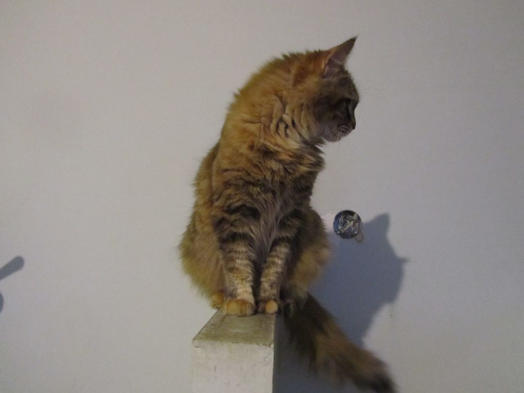 Кошка мейн кун Юки (IMG_0443)