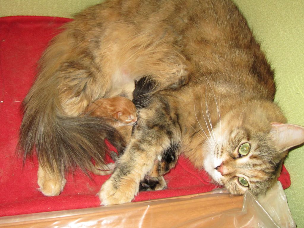 Котята мейн кун (IMG_0497)