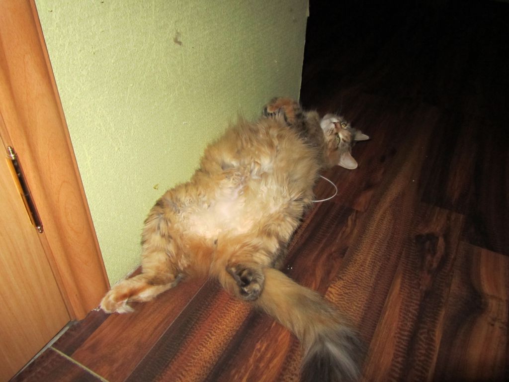 Кошка мейн кун Юки (IMG_0444)