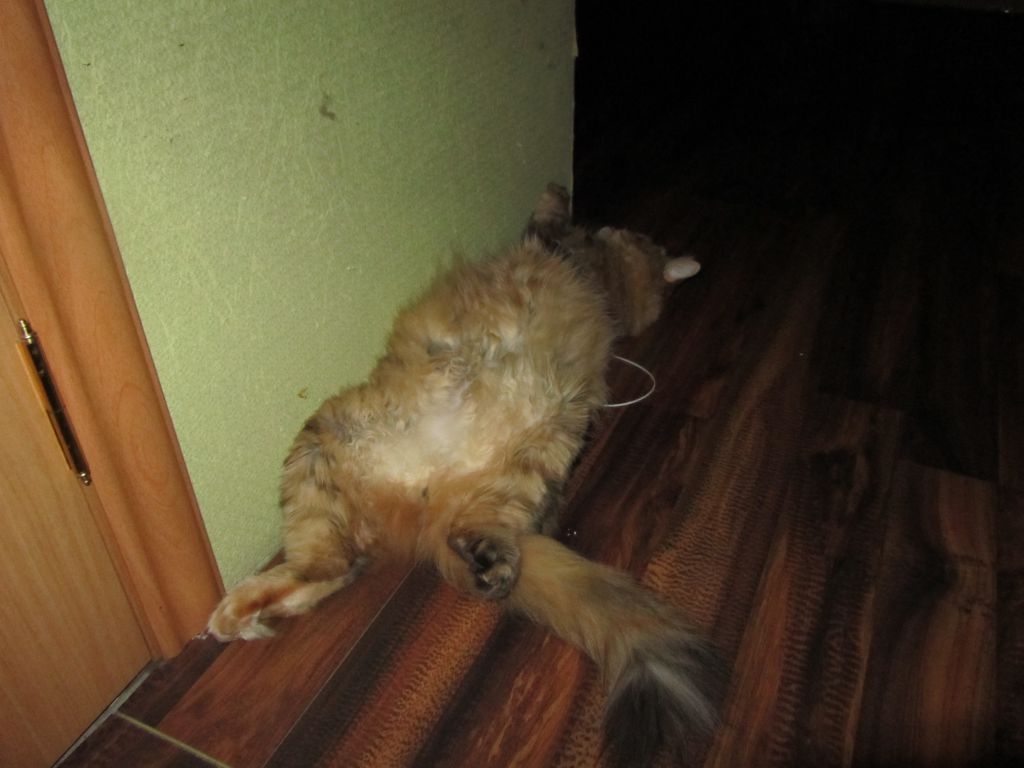 Кошка мейн кун Юки (IMG_0445)