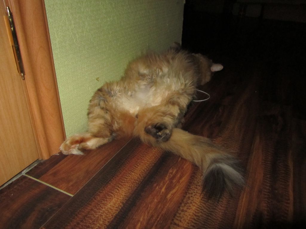 Кошка мейн кун Юки (IMG_0446)