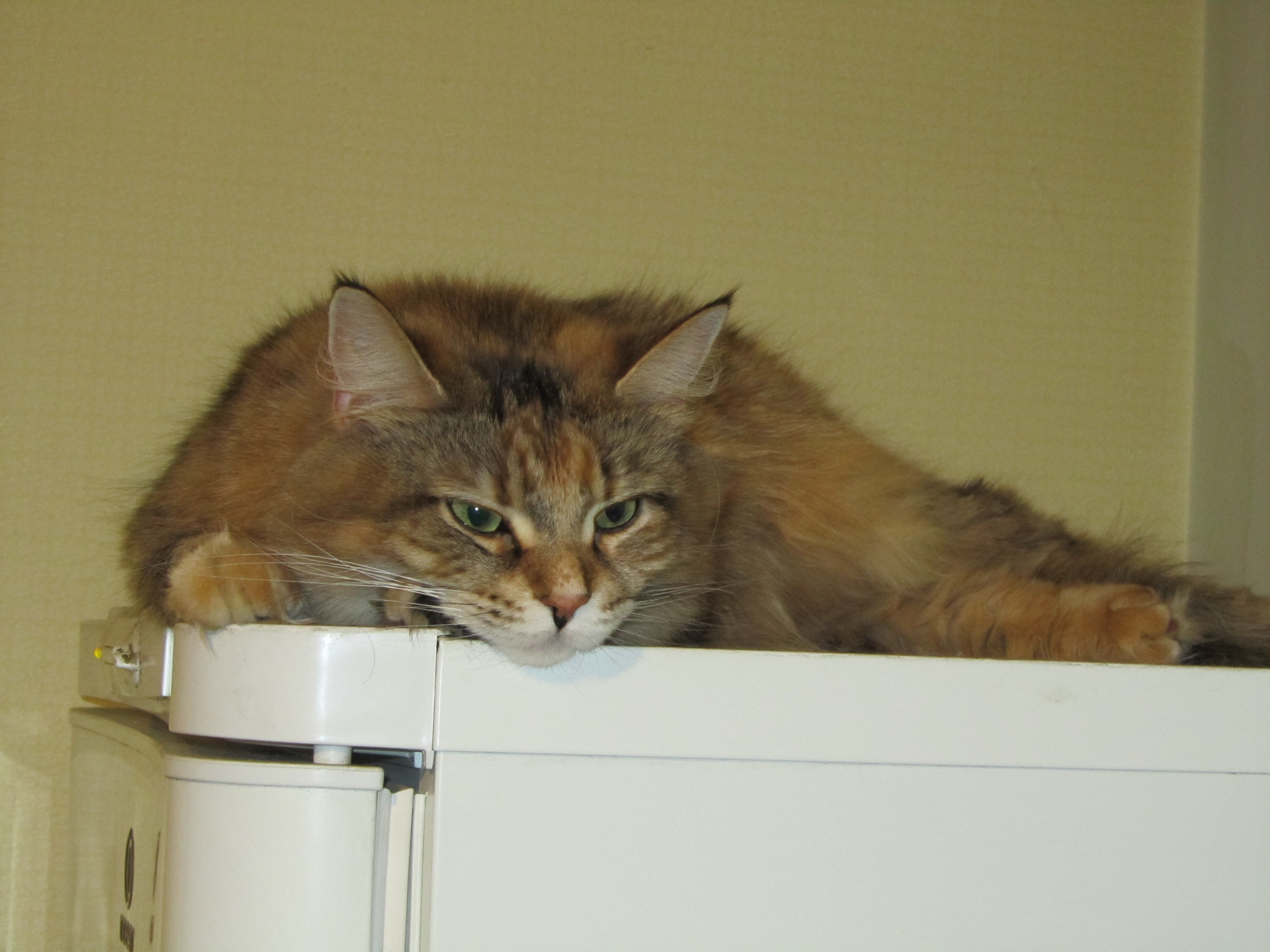 Кошка мейн кун Юки (IMG_0448)