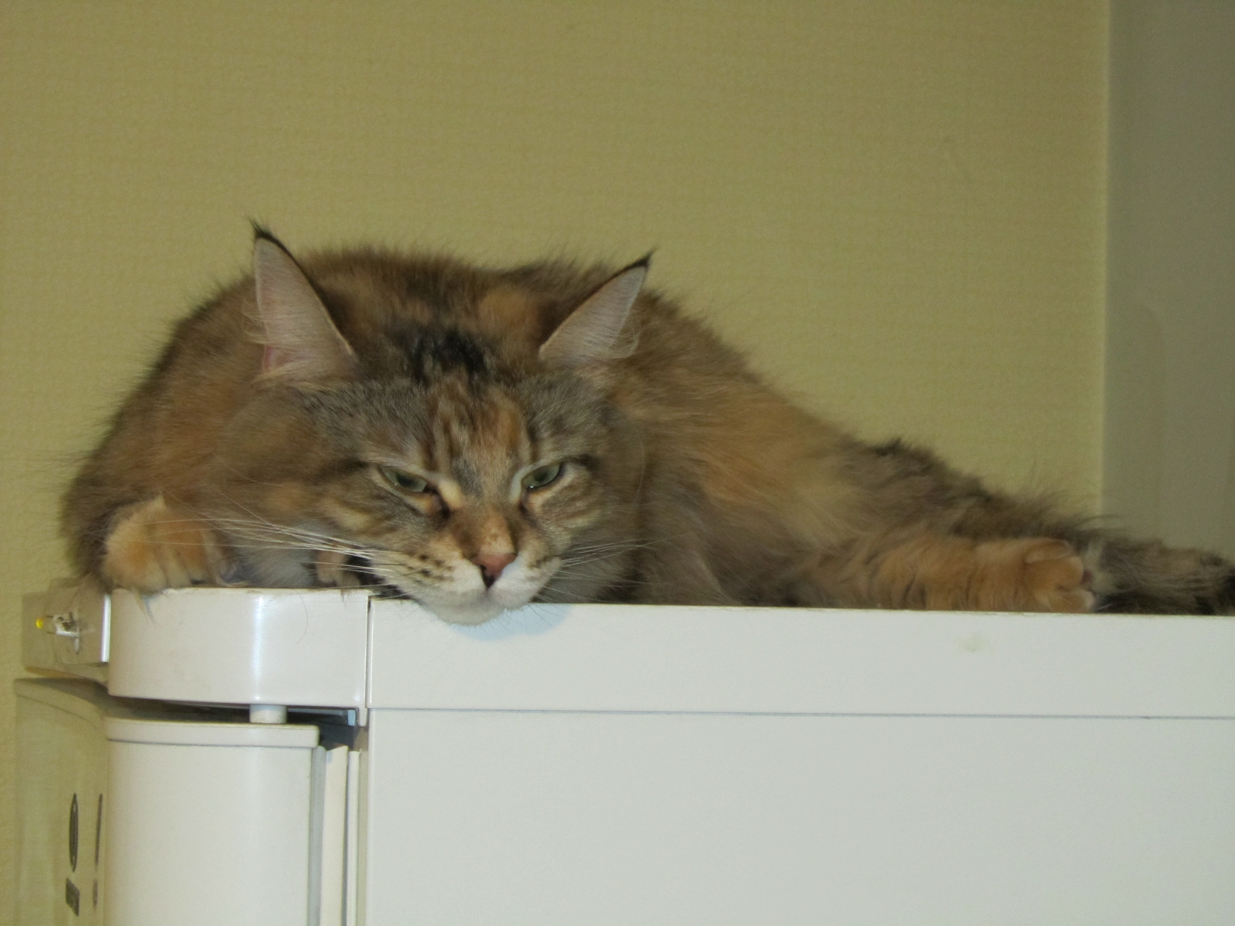 Кошка мейн кун Юки (IMG_0449)