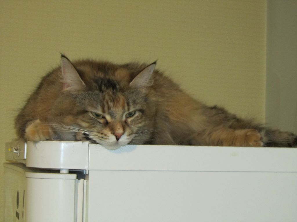 Кошка мейн кун Юки (IMG_0449)