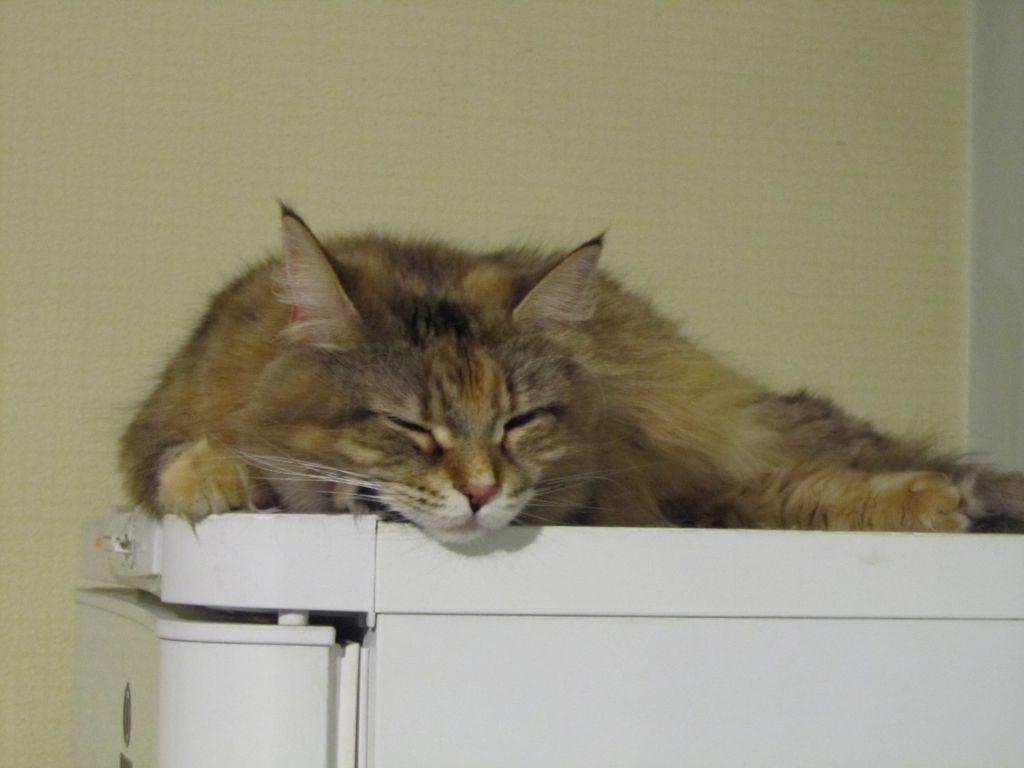 Кошка мейн кун Юки (IMG_0450)