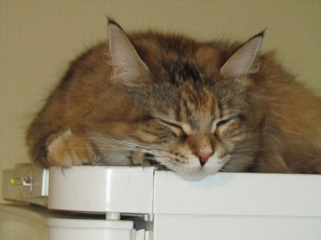 Кошка мейн кун Юки (IMG_0451)