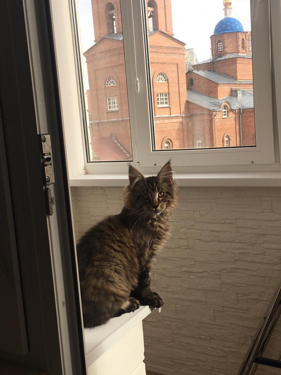 Кот мейн-кун Арнольд (24)