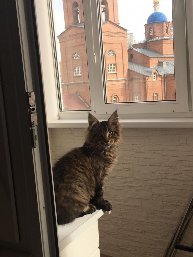 Кот мейн-кун Арнольд (24)