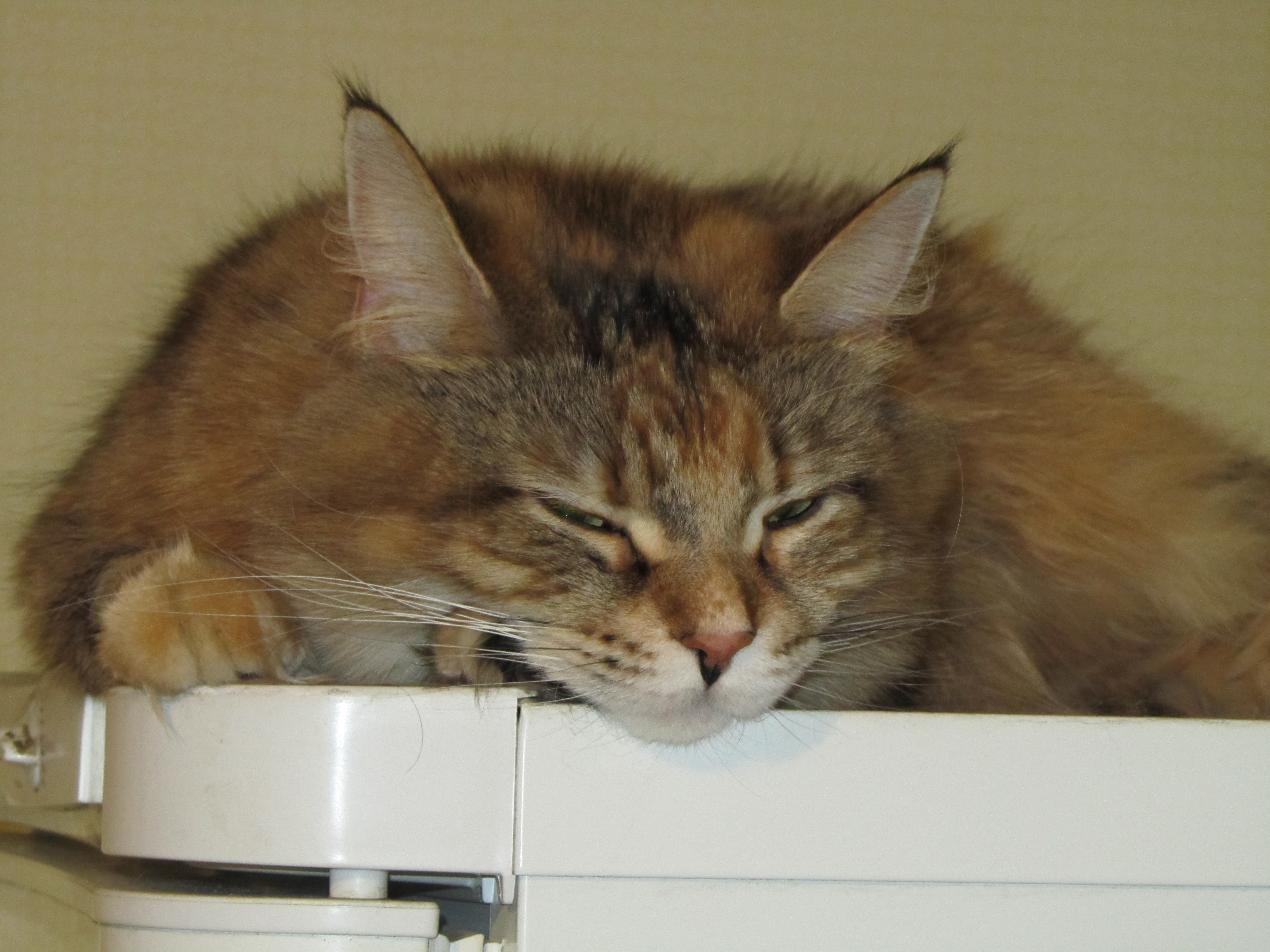 Кошка мейн кун Юки (IMG_0452)