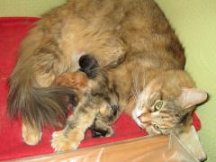Котята мейн кун (IMG_0498)