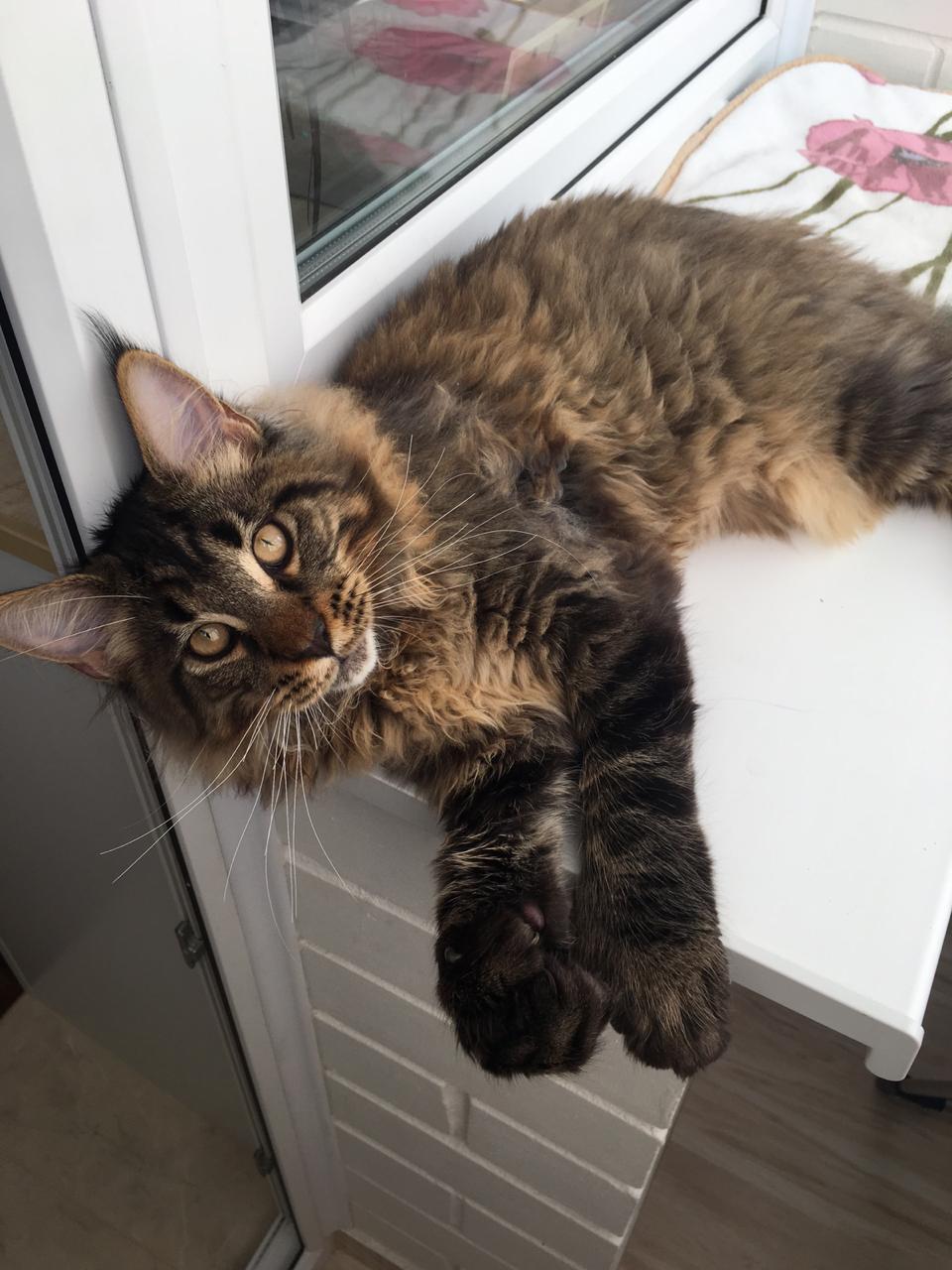 Кот мейн-кун Арнольд (41)