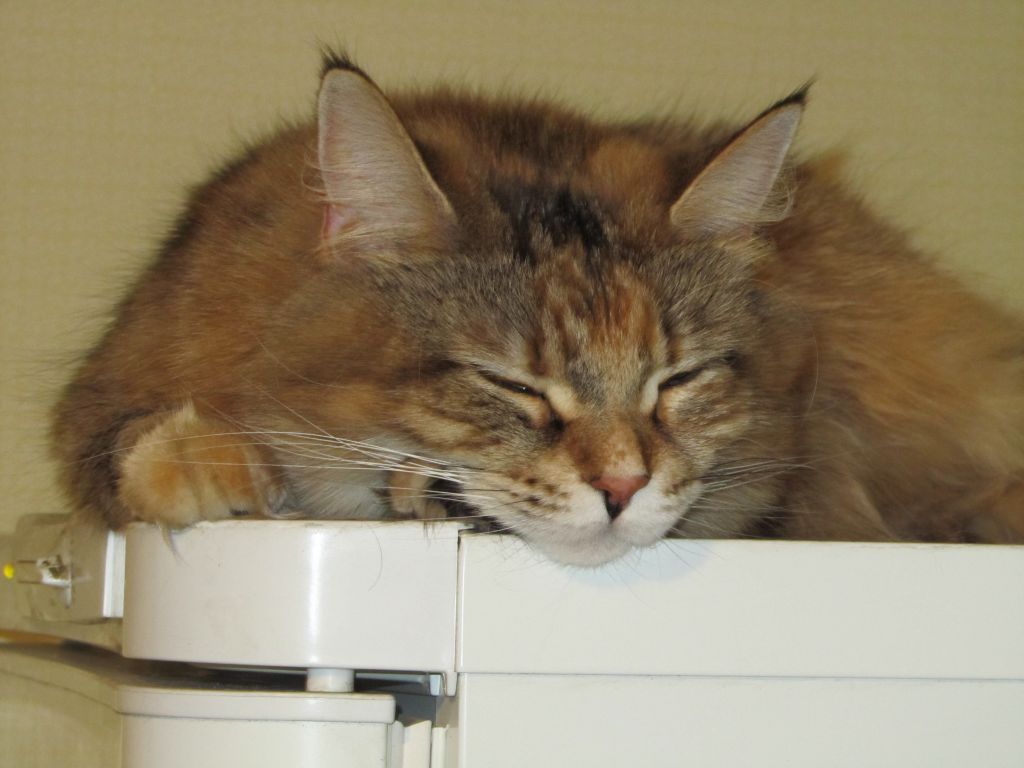 Кошка мейн кун Юки (IMG_0453)