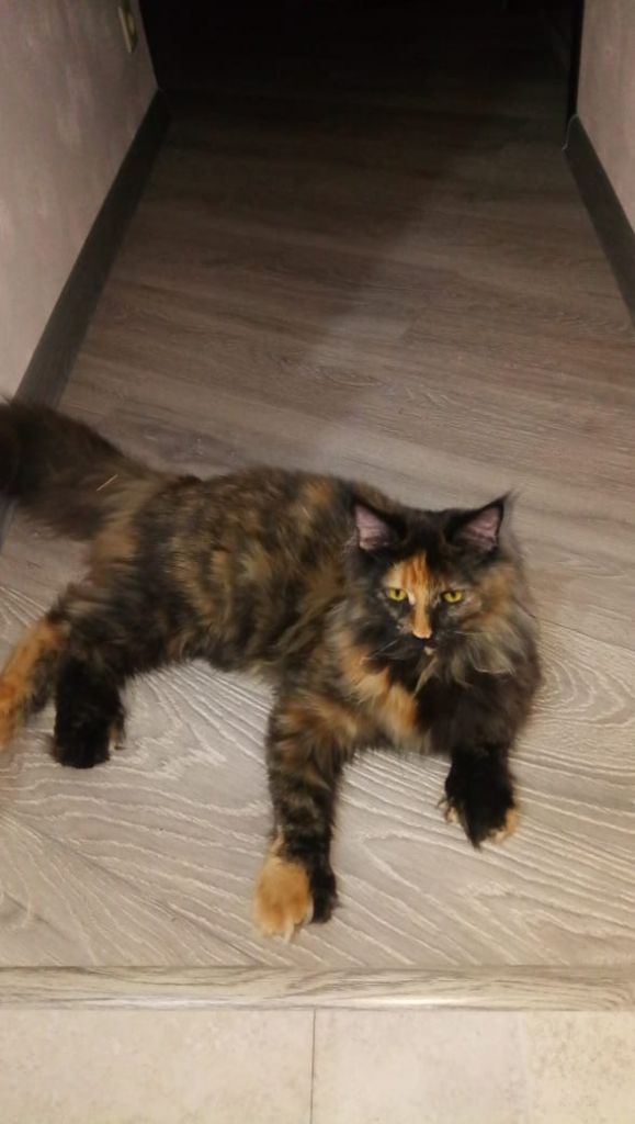 Полидактильная кошка Жасмин (20)