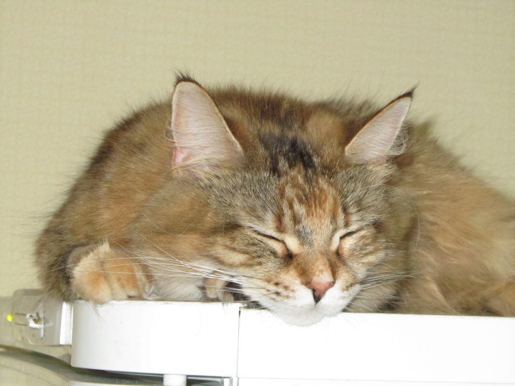 Кошка мейн кун Юки (IMG_0454)