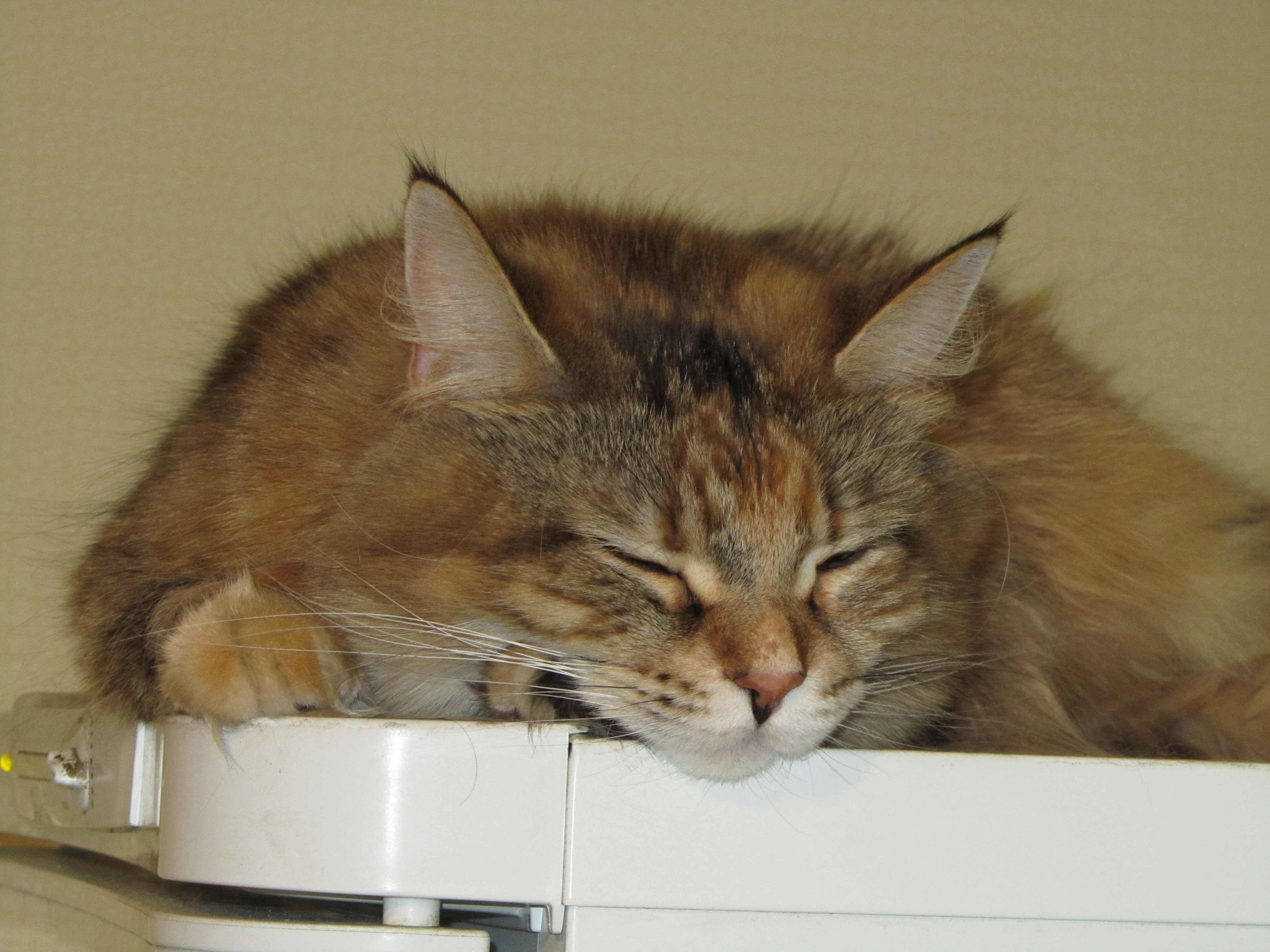 Кошка мейн кун Юки (IMG_0455)