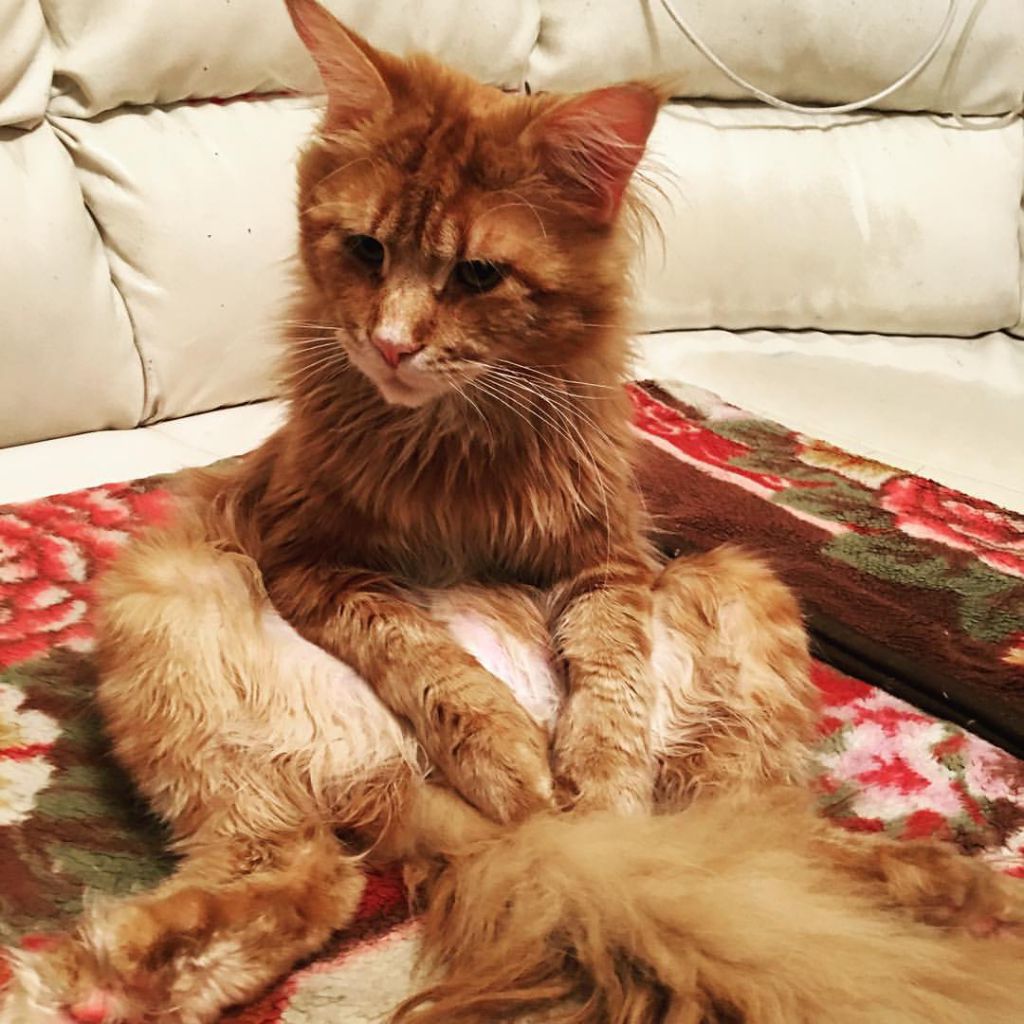 Полидактильный кот Гарфилд (19)