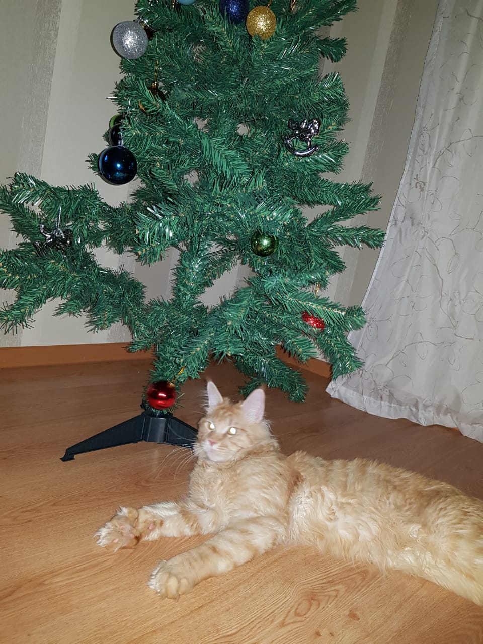 Кот мейн-кун Пончик (10)